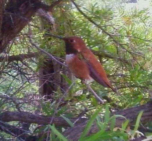 Hummingbirds in backyards and beyond